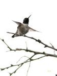 Black-chinned Hummingbird 7170